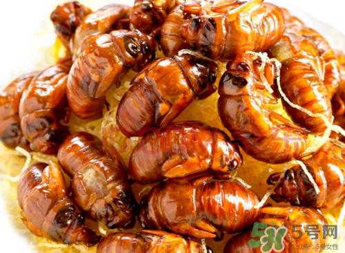 吃知了猴有什么好處？吃知了猴的好處與壞處