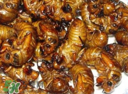 幼蟬猴怎么保存？幼蟬猴怎么清洗