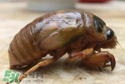 幼蟬猴怎么保存？幼蟬猴怎么清洗