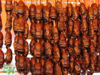 幼蟬猴孕婦可以吃嗎？孕婦吃幼蟬猴有什么好處