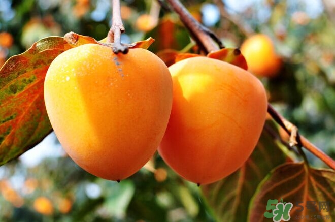 柿餅上的白霜可以吃嗎？怎么辨別柿霜的真假？