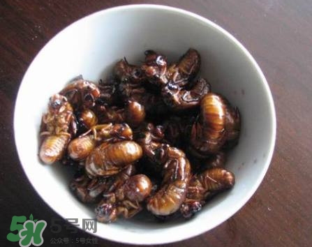 幼蟬猴怎么做好吃？幼蟬猴有什么營(yíng)養(yǎng)價(jià)值