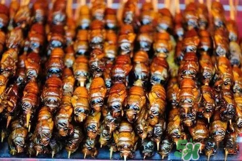 吃知了猴有什么好處？吃知了猴的好處與壞處