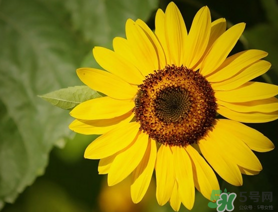 大暑和處暑是什么意思？大暑熱還是處暑熱？