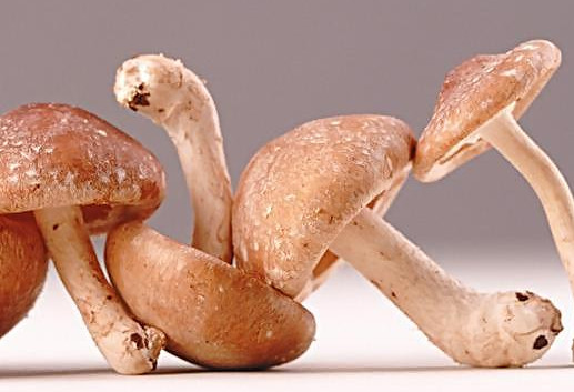 干香菇為什么比鮮香菇味道好？香菇為什么要曬干了再泡來(lái)吃