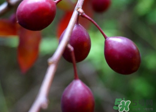 紫葉李果實(shí)有毒嗎？紫葉李果實(shí)能吃嗎