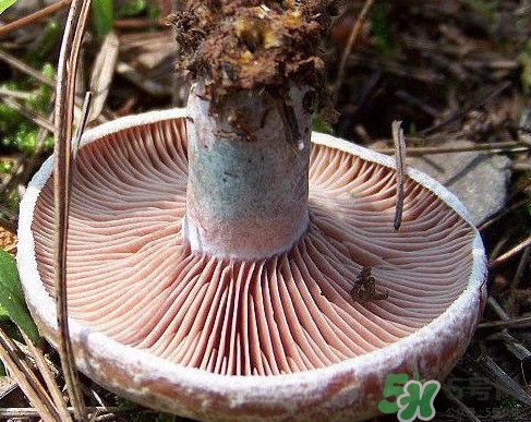 松乳菇多少錢一斤？松乳菇干貨多少錢一斤