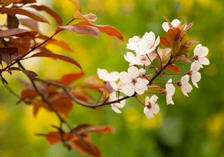 紫葉李什么時(shí)候開花？紫葉李什么時(shí)候成熟