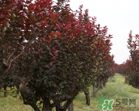 紫葉李什么時候開花？紫葉李什么時候成熟