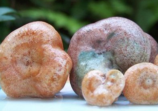 松乳菇多少錢一斤？松乳菇干貨多少錢一斤