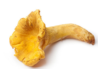 雞油菌多少錢(qián)一斤？雞油菌和雞樅菌有什么區(qū)別