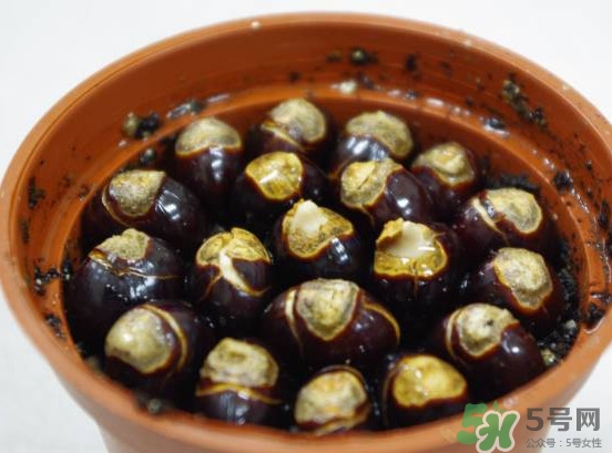 龍眼核能種嗎？龍眼核怎么種盆栽