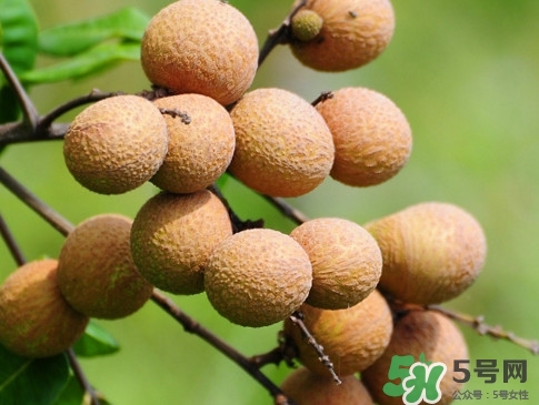 龍眼每天吃多少合適？龍眼一天最多吃幾個(gè)