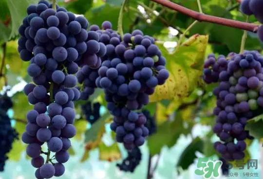 夏黑葡萄為什么掉色？夏黑葡萄怎么會(huì)染色？