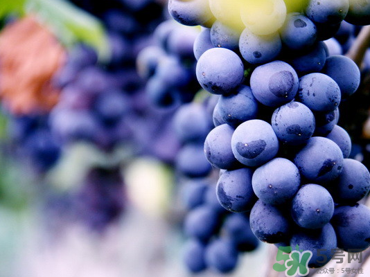 夏黑葡萄怎么保存？夏黑葡萄可以放冰箱嗎？