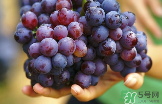 夏黑葡萄可以釀酒嗎？夏黑葡萄怎么自釀酒？