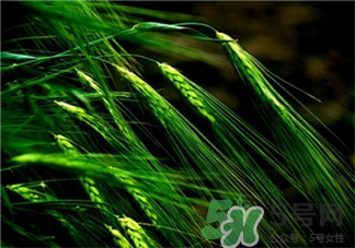 青稞是什么?青稞的價值功效 青稞是什么?青稞的價值功效