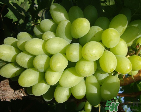 青提可以做葡萄酒嗎？青提子酒的制作方法