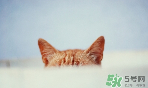 原沢制藥Papinarin耳病藥水怎么樣_使用說明_副作用 原沢制藥Papinarin耳病藥水怎么樣_使用說明_副作用