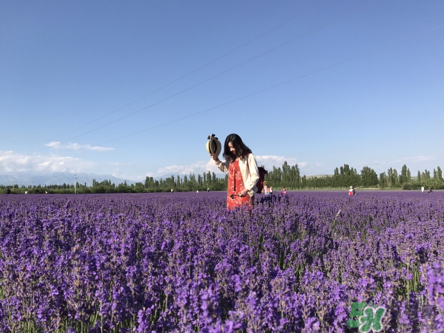 去新疆旅游攻略 去新疆旅游推薦路線 去新疆旅游攻略 去新疆旅游推薦路線