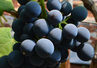 夏黑葡萄怎么保存？夏黑葡萄可以放冰箱嗎？