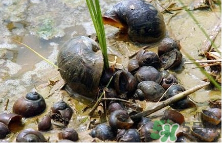 福壽螺吃了會怎樣？福壽螺有什么危害？