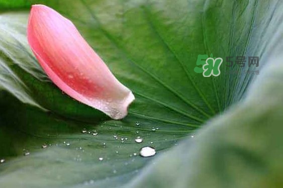 2017中伏最熱嗎？ 2017初伏中伏末伏哪個(gè)最熱？