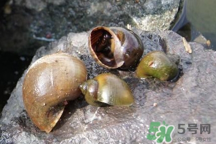 福壽螺到底能不能吃？福壽螺為什么不能吃