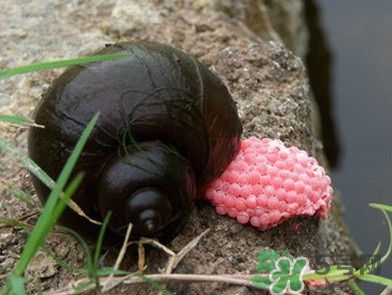 福壽螺吃了會怎樣？福壽螺有什么危害？