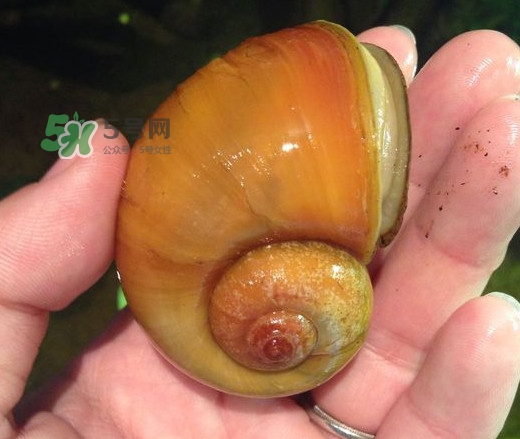 福壽螺是什么樣的？福壽螺和田螺的區(qū)別