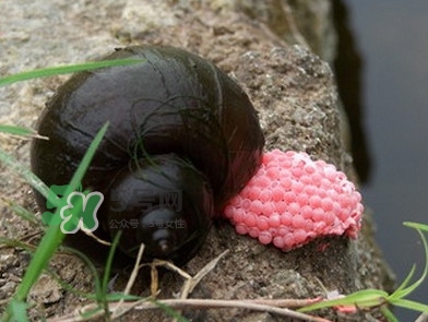 福壽螺是什么樣的？福壽螺和田螺的區(qū)別