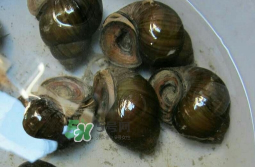 田螺是寒性的嗎？田螺煮多久殺死寄生蟲