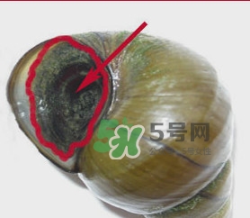 田螺里面都可以吃嗎？田螺不能和什么同食