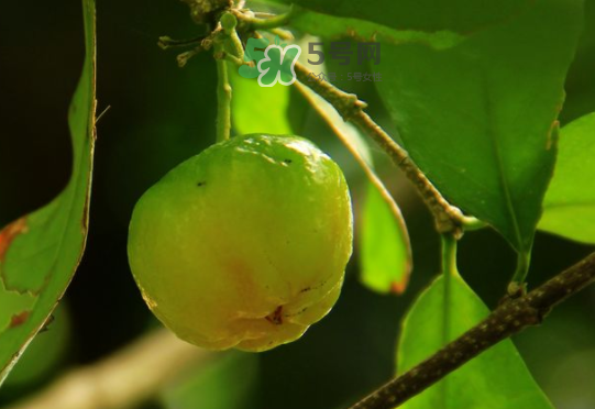 印度青果怎么吃？印度青果的功效與作用