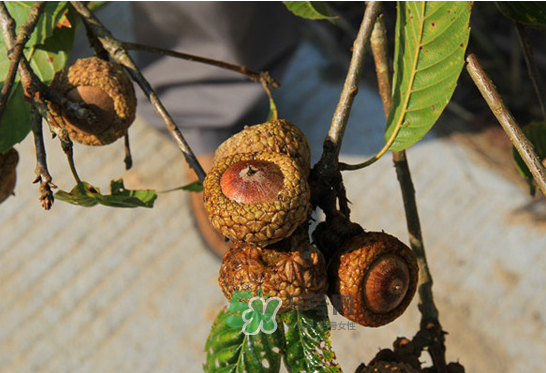 印度青果怎么吃？印度青果的功效與作用