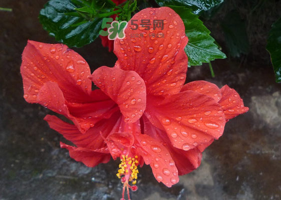 2017大暑會不會下雨？2017大暑下雨好嗎？