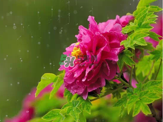 2017大暑會不會下雨？2017大暑下雨好嗎？