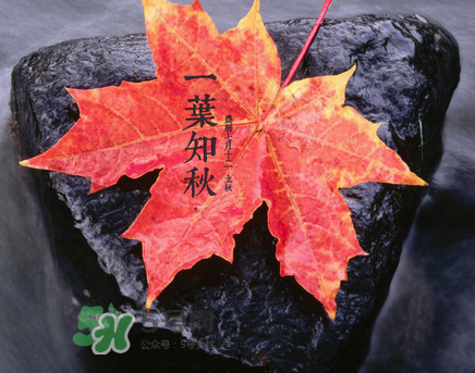 立秋后就是秋天了嗎？立秋后就涼快了嗎？