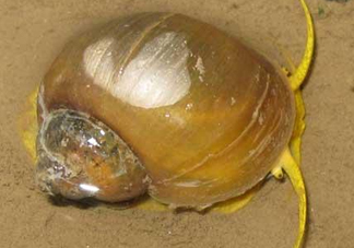 福壽螺是什么樣的？福壽螺和田螺的區(qū)別