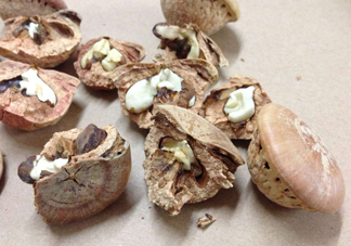 風(fēng)流果泡酒要不要敲碎？壯陽果泡水要不要敲碎？