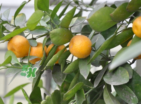 金桔是熱性還是涼性？金桔是酸性還是堿性