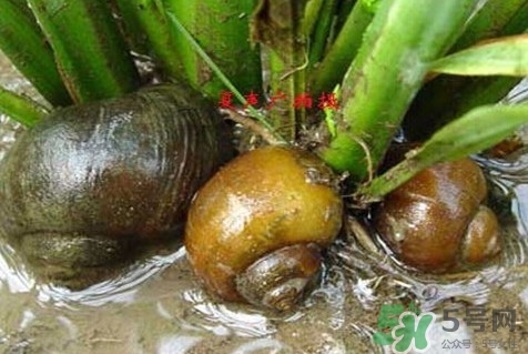 福壽螺到底能不能吃？福壽螺為什么不能吃