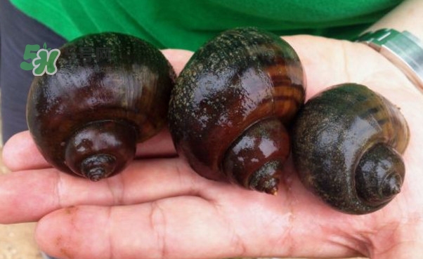 福壽螺是什么樣的？福壽螺和田螺的區(qū)別