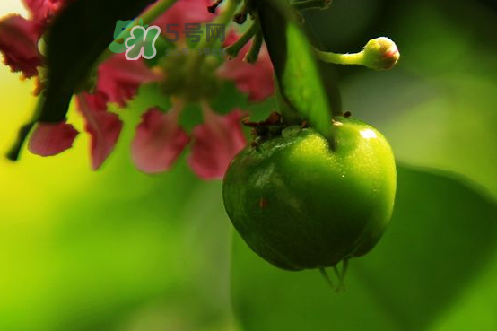 印度青果怎么吃？印度青果的功效與作用