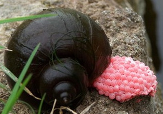 福壽螺吃了會怎樣？福壽螺有什么危害？