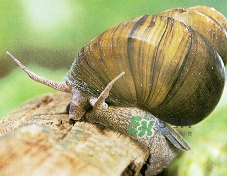 福壽螺是什么樣的？福壽螺和田螺的區(qū)別