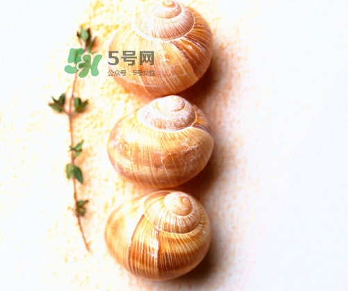 田螺是寒性的嗎？田螺煮多久殺死寄生蟲