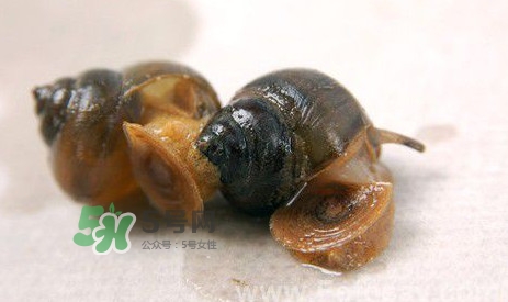 吃田螺有什么好處？田螺哪些部位不能吃