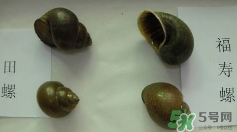 福壽螺吃了會怎樣？福壽螺有什么危害？