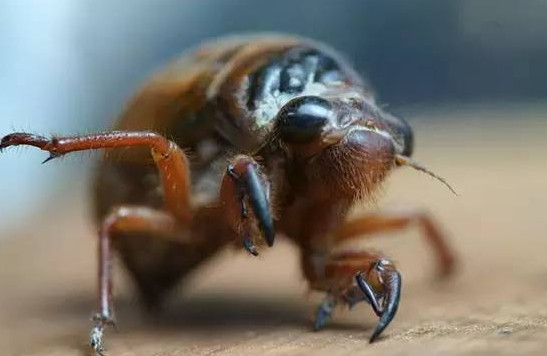 爬叉能吃嗎？爬叉怎么做好吃